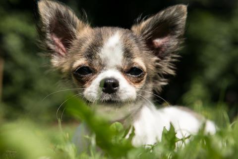NBK-198 Chihuahua Carnet de chien 